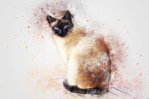 A Siamese Cat Illustration